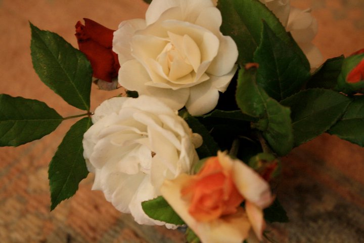 Roses de Kaboul